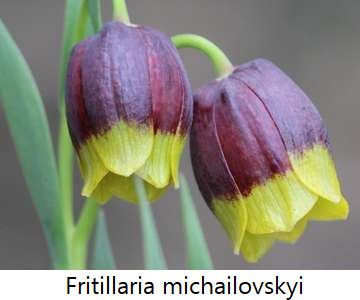 Fritillaria michailovskyi